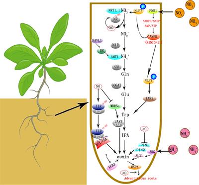 Synergistic effects of nitrogen metabolites on auxin regulating plant growth and development